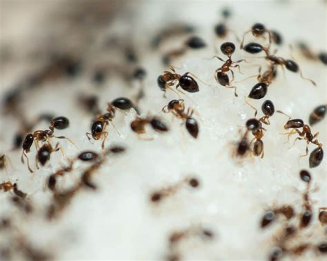 Sugar ants in house. Things To Know About Sugar ants in house. 